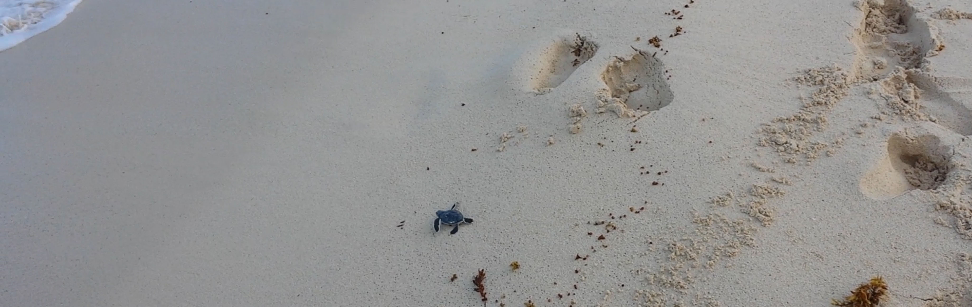 Cozumels sea turtle