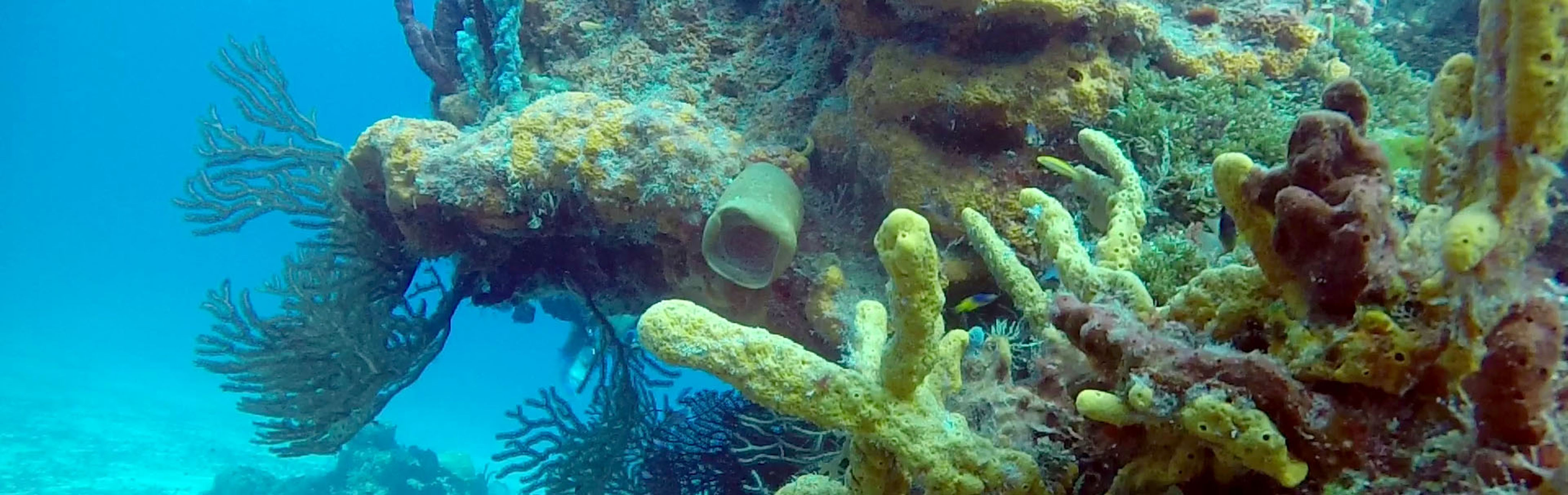 Cozumel Reef